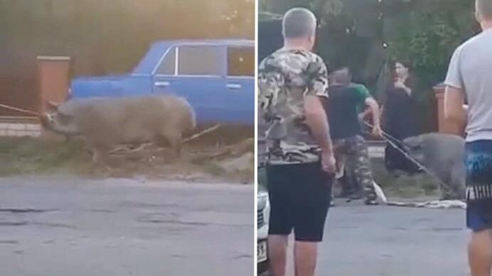 Кадры видео, на которых видно как свинью тащат в фуру после неудачной попытки транспортировать ее в салоне автомобиля ВАЗ-2101 в хуторе Троицкий, на Кубани Кадры видео, на которых видно как свинью тащат в фуру после неудачной попытки транспортировать ее в салоне автомобиля ВАЗ-2101 в хуторе Троицкий, на Кубани - РИА Новости, 1920, 08.07.2024