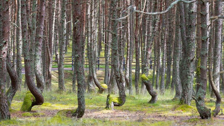 Танцующий лес, Куршская коса, Калининградская область Танцующий лес, Куршская коса, Калининградская область
