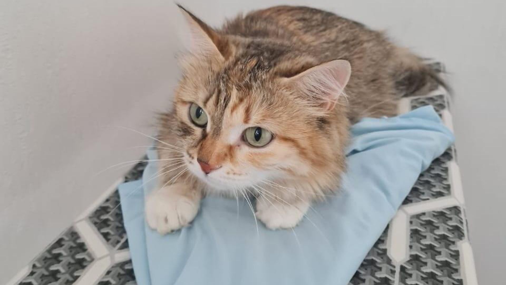 Кошка, найденная в кустах около екатеринбургского аэропорта Кольцово в Екатеринбурге Кошка, найденная в кустах около екатеринбургского аэропорта Кольцово в Екатеринбурге - РИА Новости, 1920, 16.07.2024