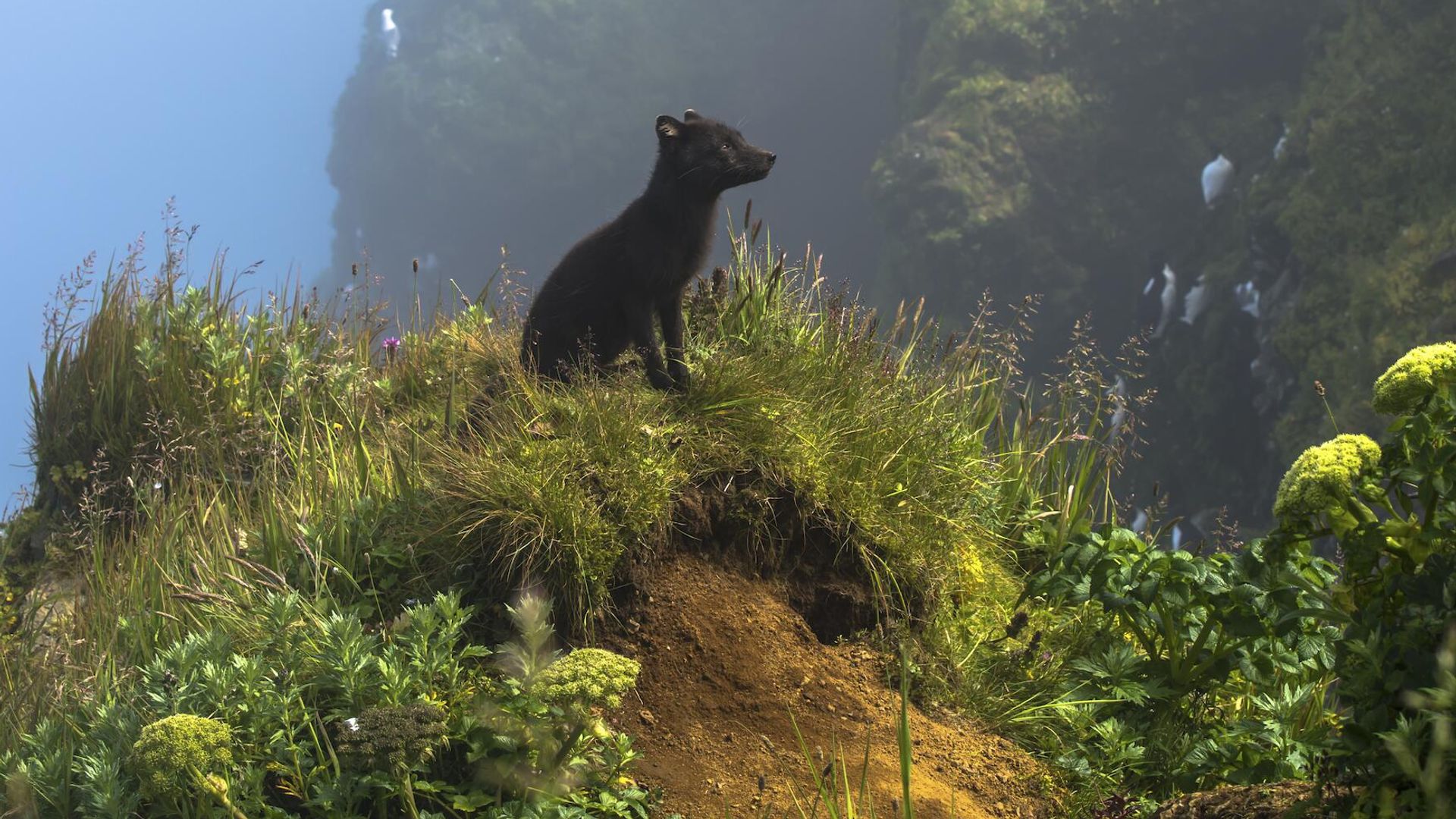 Снимок A Moment in the Sun фотографа Kathleen Borshanian, ставший финалистом в категории Terrestrial Wildlife в конкурсе BigPicture Natural World Photography Competition 2024 Снимок A Moment in the Sun фотографа Kathleen Borshanian, ставший финалистом в категории Terrestrial Wildlife в конкурсе BigPicture Natural World Photography Competition 2024 - РИА Новости, 1920, 17.07.2024
