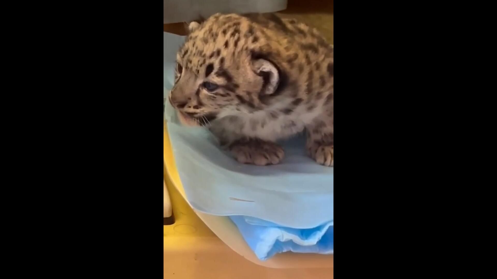 Новорожденные котята снежного барса в Пермском зоопарке Новорожденные котята снежного барса в Пермском зоопарке - РИА Новости, 1920, 24.07.2024