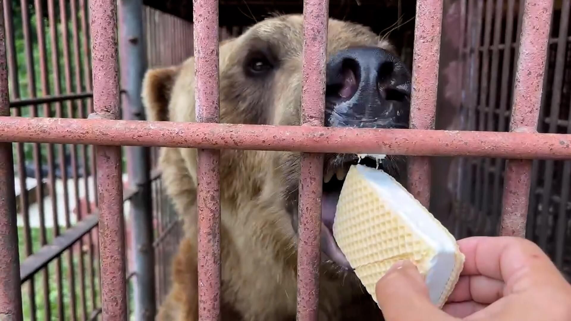 С фруктами и мороженым: спасенный бурый медведь Винни ждет переезда С фруктами и мороженым: спасенный бурый медведь Винни ждет переезда - РИА Новости, 1920, 25.07.2024