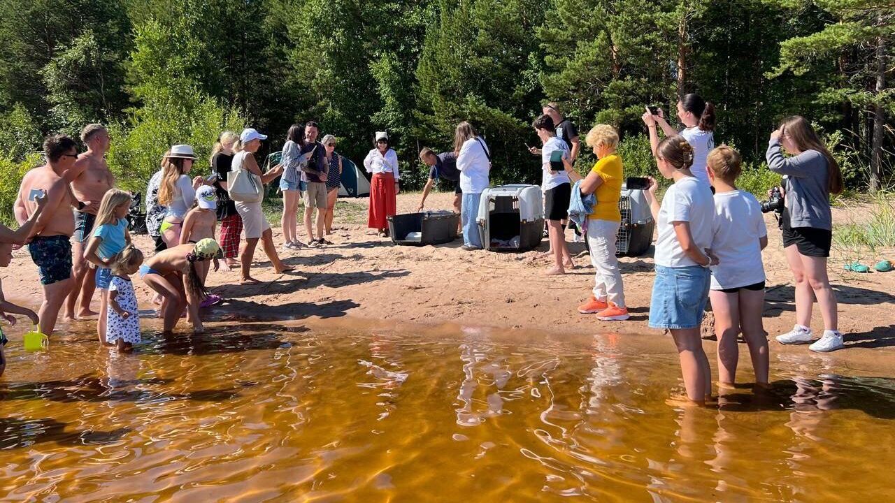 Трех нерп выпустили в Финский залив после реабилитации в Центре реабилитации морских млекопитающих в Санкт-Петербурге Трех нерп выпустили в Финский залив после реабилитации в Центре реабилитации морских млекопитающих в Санкт-Петербурге - РИА Новости, 1920, 26.07.2024