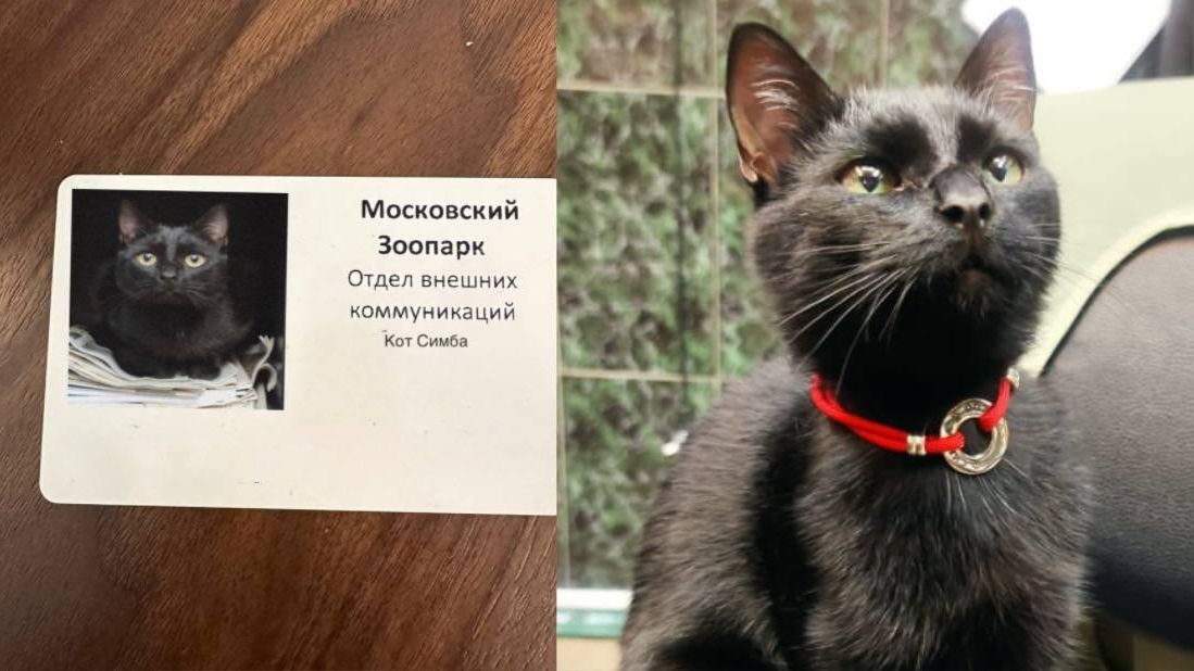 Кота Симба - РИА Новости, 1920, 02.08.2025