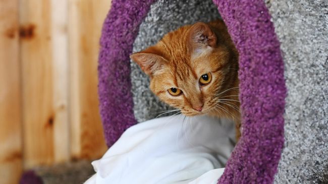 Кошка в приюте для бездомных животных