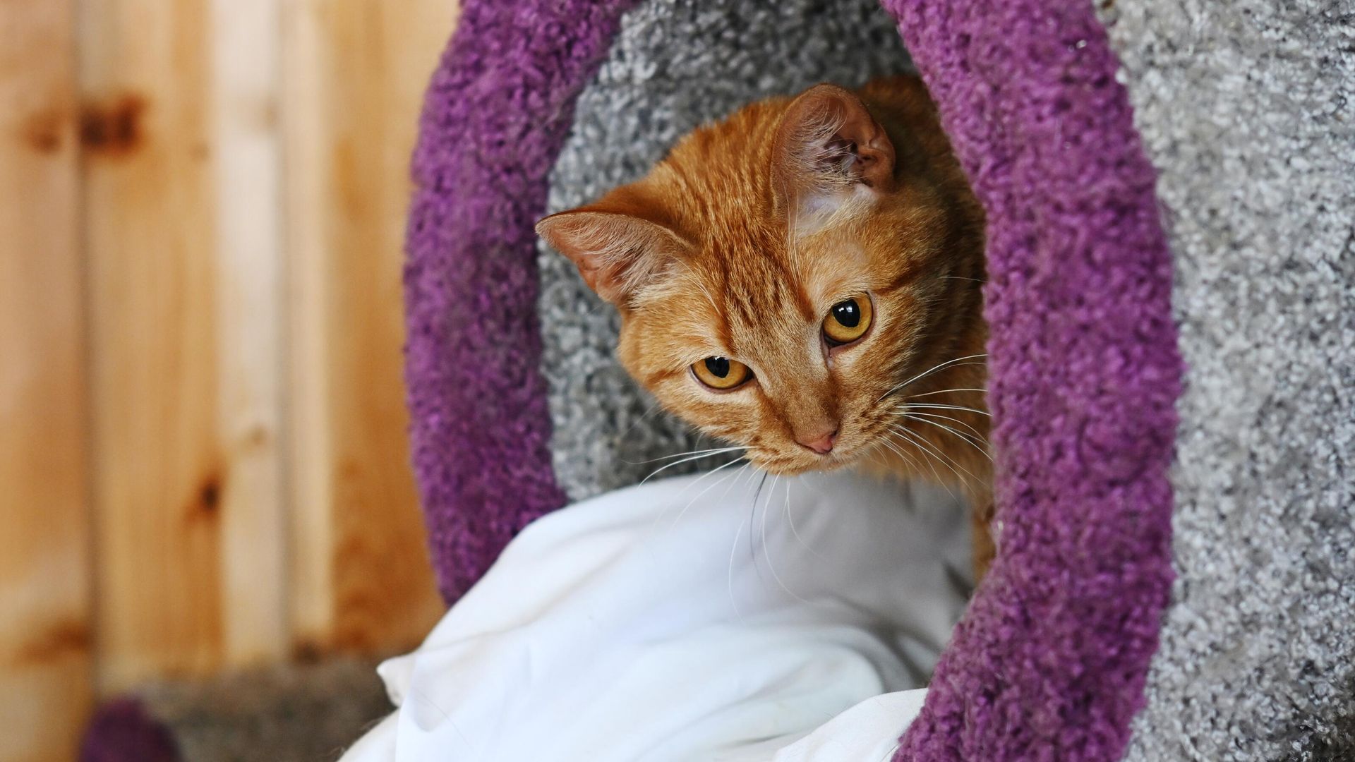 Кошка в приюте для бездомных животных Кошка в приюте для бездомных животных - РИА Новости, 1920, 16.10.2025