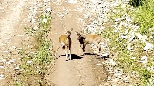 Выводок водяного оленя в нацпарке Земля леопарда у полуострова Гамова Выводок водяного оленя в нацпарке Земля леопарда у полуострова Гамова - РИА Новости, 1920, 19.08.2024