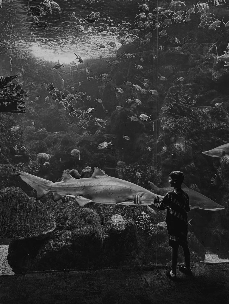 Снимок Boy Meets Shark фотографа из США Erin Brooks, победивший в конкурсе IPPAWARDS 2024 Снимок Boy Meets Shark фотографа из США Erin Brooks, победивший в конкурсе IPPAWARDS 2024