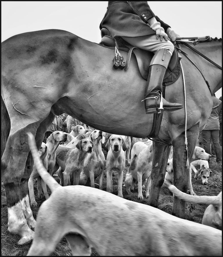 Снимок Huntsman, Horse & Hounds фотографа из Великобритании Colin Hoskins, занявший первое место в категории Animals конкурса IPPAWARDS 2024 Снимок Huntsman, Horse & Hounds фотографа из Великобритании Colin Hoskins, занявший первое место в категории Animals конкурса IPPAWARDS 2024