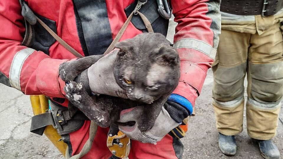 Кот, спасенный из жилого дома в Кизеле, где произошел взрыв газовоздушной смеси Кот, спасенный из жилого дома в Кизеле, где произошел взрыв газовоздушной смеси - РИА Новости, 1920, 23.08.2024