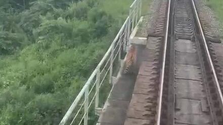 Амурский тигр на жд путях в Хасанском районе Приморского края Амурский тигр на жд путях в Хасанском районе Приморского края - РИА Новости, 1920, 01.09.2024
