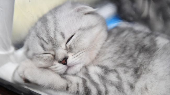 Котенок