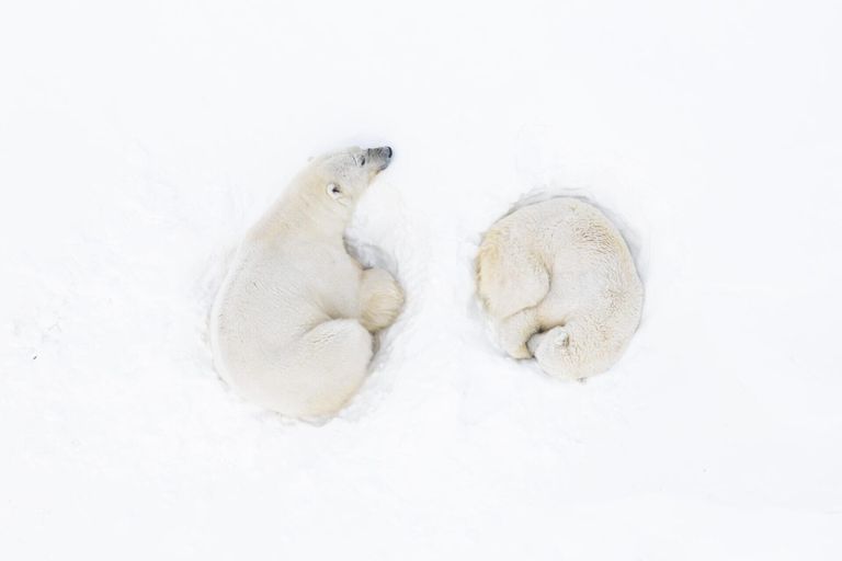 Работа фотографа Florian Ledoux из Франции, финалиста в категории Conservation (Hope) Photographer of the Year конкурса Ocean Photographer of the Year 2024 Работа фотографа Florian Ledoux из Франции, финалиста в категории Conservation (Hope) Photographer of the Year конкурса Ocean Photographer of the Year 2024
