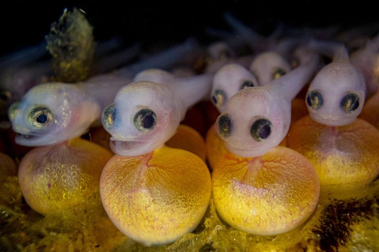 Работа фотографа Shane Gross из Канады, занявшая первое место в категории Ocean Portfolio Award конкурса Ocean Photographer of the Year 2024 Работа фотографа Shane Gross из Канады, занявшая первое место в категории Ocean Portfolio Award конкурса Ocean Photographer of the Year 2024