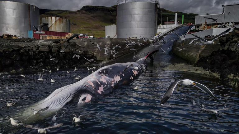 Работа фотографа Frederik Brogaard из Дании, занявшая первое место в категории Conservation (Impact) Photographer of the Year конкурса Ocean Photographer of the Year 2024 Работа фотографа Frederik Brogaard из Дании, занявшая первое место в категории Conservation (Impact) Photographer of the Year конкурса Ocean Photographer of the Year 2024