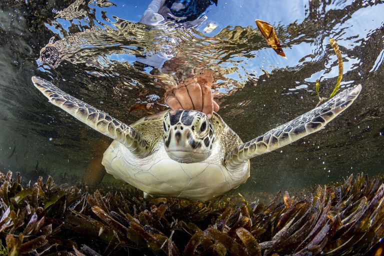 Работа фотографа Shane Gross из Канады, занявшая первое место в категории Conservation (Hope) Photographer of the Year конкурса Ocean Photographer of the Year 2024 Работа фотографа Shane Gross из Канады, занявшая первое место в категории Conservation (Hope) Photographer of the Year конкурса Ocean Photographer of the Year 2024