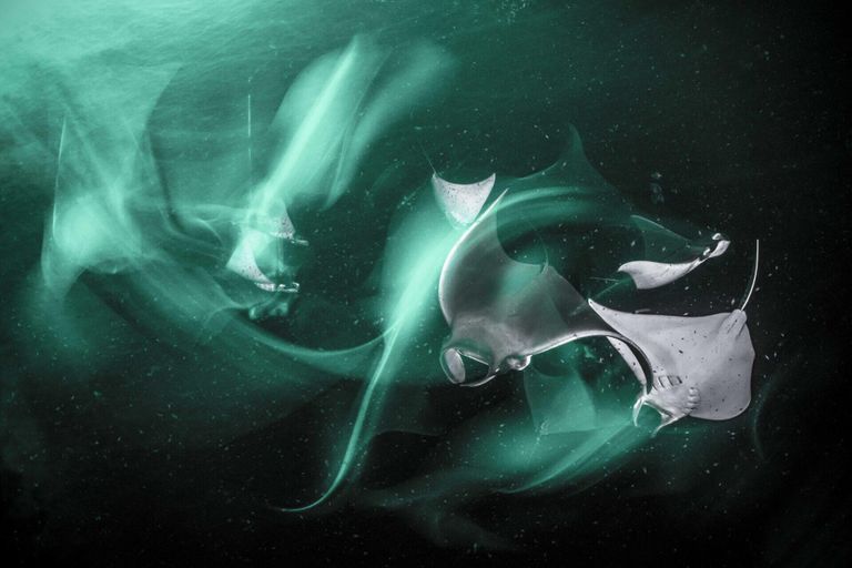 Работа фотографа Henley Spiers из Великобритании, занявшая первое место в категории Fine Art Photographer of the Year конкурса Ocean Photographer of the Year 2024 Работа фотографа Henley Spiers из Великобритании, занявшая первое место в категории Fine Art Photographer of the Year конкурса Ocean Photographer of the Year 2024