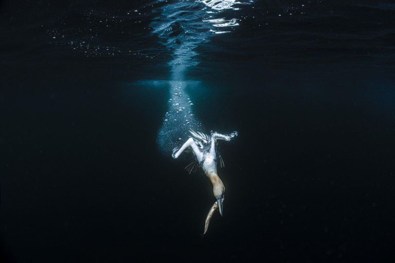 Работа фотографа Jade Hoksbergen из Тайваня, занявшая второе место в категории The Ocean Photographer of the Year конкурса Ocean Photographer of the Year 2024 Работа фотографа Jade Hoksbergen из Тайваня, занявшая второе место в категории The Ocean Photographer of the Year конкурса Ocean Photographer of the Year 2024