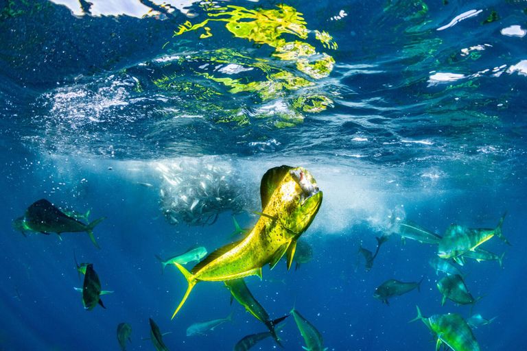 Работа фотографа Manuel Castellanos Raboso из Испании, занявшая первое место в категории Wildlife Photographer of the Year конкурса Ocean Photographer of the Year 2024 Работа фотографа Manuel Castellanos Raboso из Испании, занявшая первое место в категории Wildlife Photographer of the Year конкурса Ocean Photographer of the Year 2024