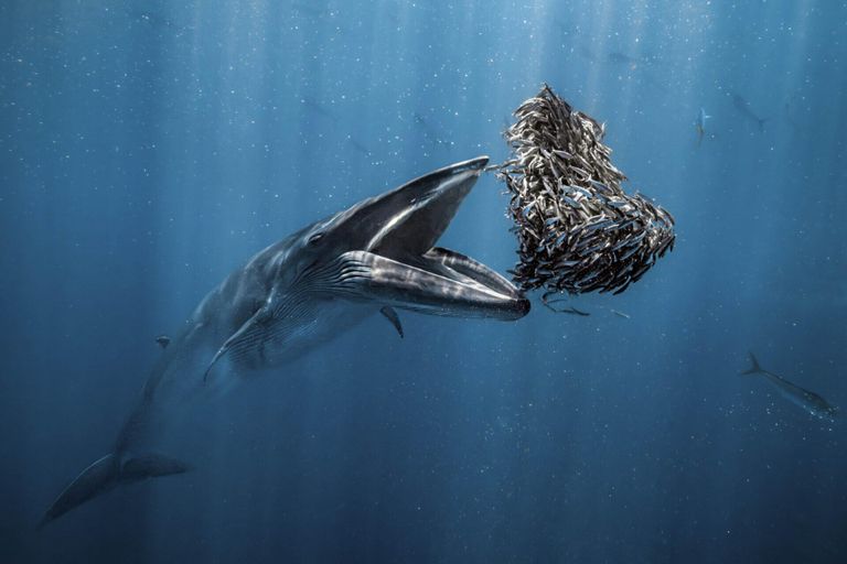 Работа фотографа Rafael Fernandez Caballero из Испании, занявшая первое место в категории The Ocean Photographer of the Year конкурса Ocean Photographer of the Year 2024 Работа фотографа Rafael Fernandez Caballero из Испании, занявшая первое место в категории The Ocean Photographer of the Year конкурса Ocean Photographer of the Year 2024