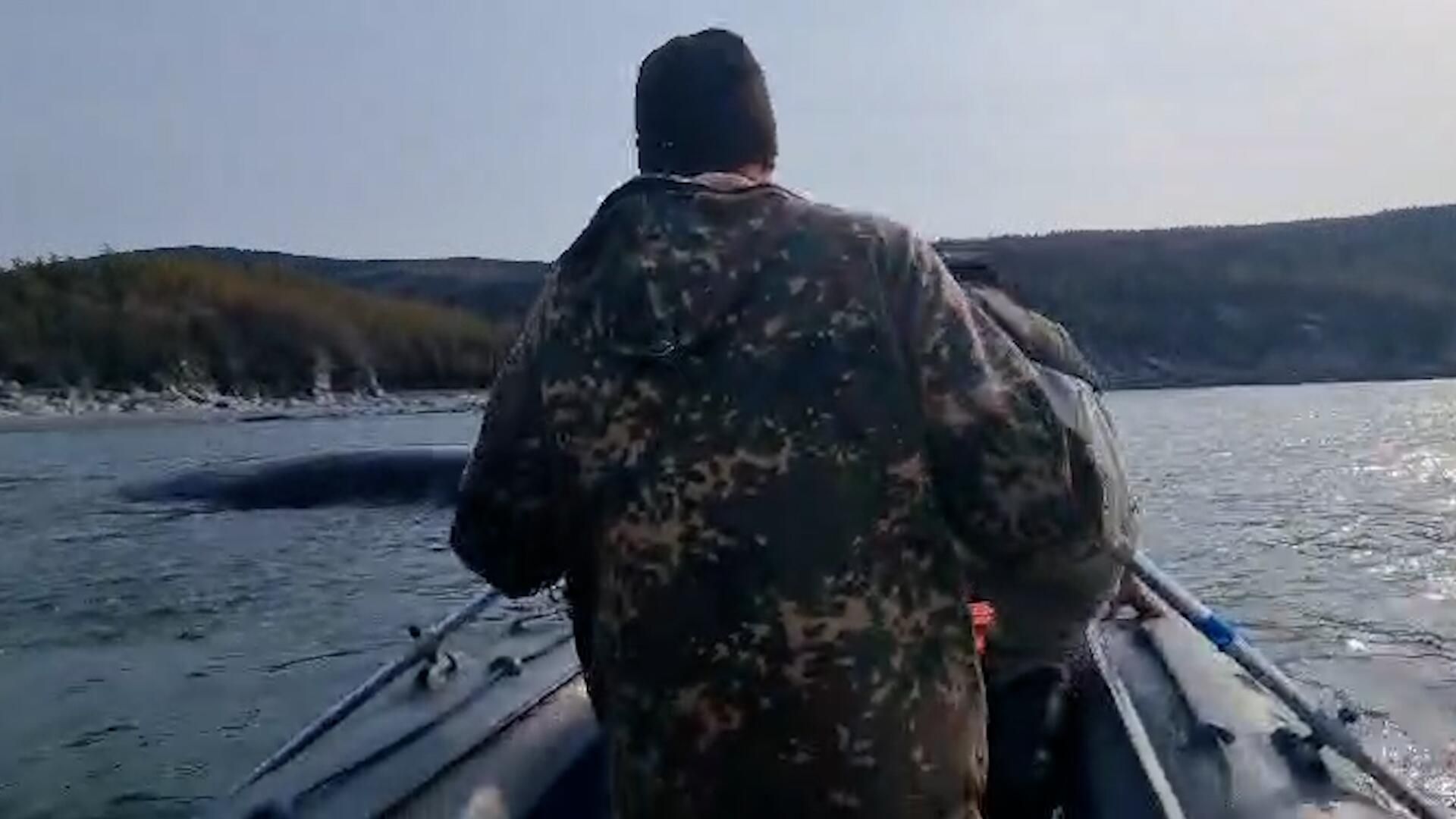 Спасение застрявшего в бухте кита Спасение застрявшего в бухте кита - РИА Новости, 1920, 25.09.2024