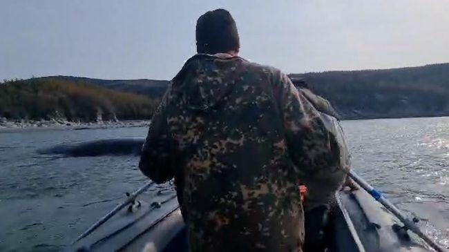 Спасение застрявшего в бухте кита