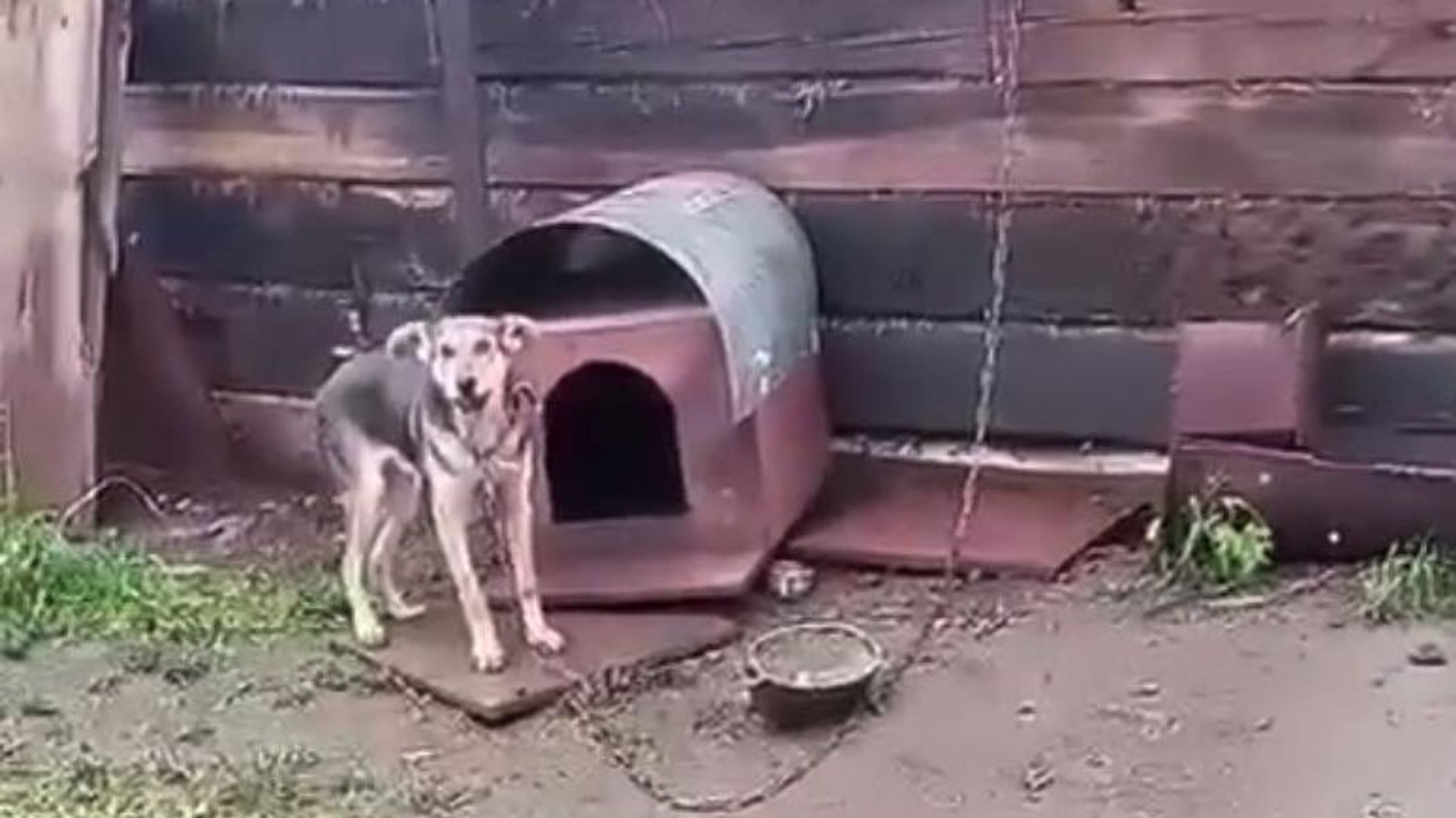 Скриншот из видео с выжившей собакой Скриншот из видео с выжившей собакой - РИА Новости, 1920, 03.10.2024