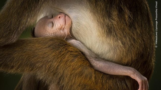 Снимок A Tranquil Moment фотографа из Шри-Ланки Hikkaduwa Liyanage Prasantha Vinod, победивший в категории Behaviour: Mammals конкурса Wildlife Photographer of the Year 
