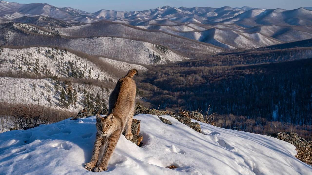 Фотография Игоря Метельского, победившая в номинации Животные в их естественной среде обитания конкурса снимков дикой природы Wildlife Photographer of the Year Фотография Игоря Метельского, победившая в номинации Животные в их естественной среде обитания конкурса снимков дикой природы Wildlife Photographer of the Year - РИА Новости, 1920, 09.10.2024