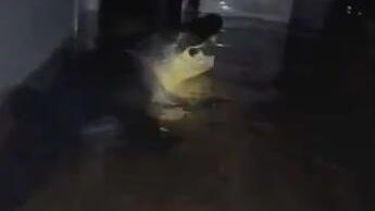 Крокодил в одном из домов после урагана Милтон во Флориде Крокодил в одном из домов после урагана Милтон во Флориде - РИА Новости, 1920, 11.10.2024