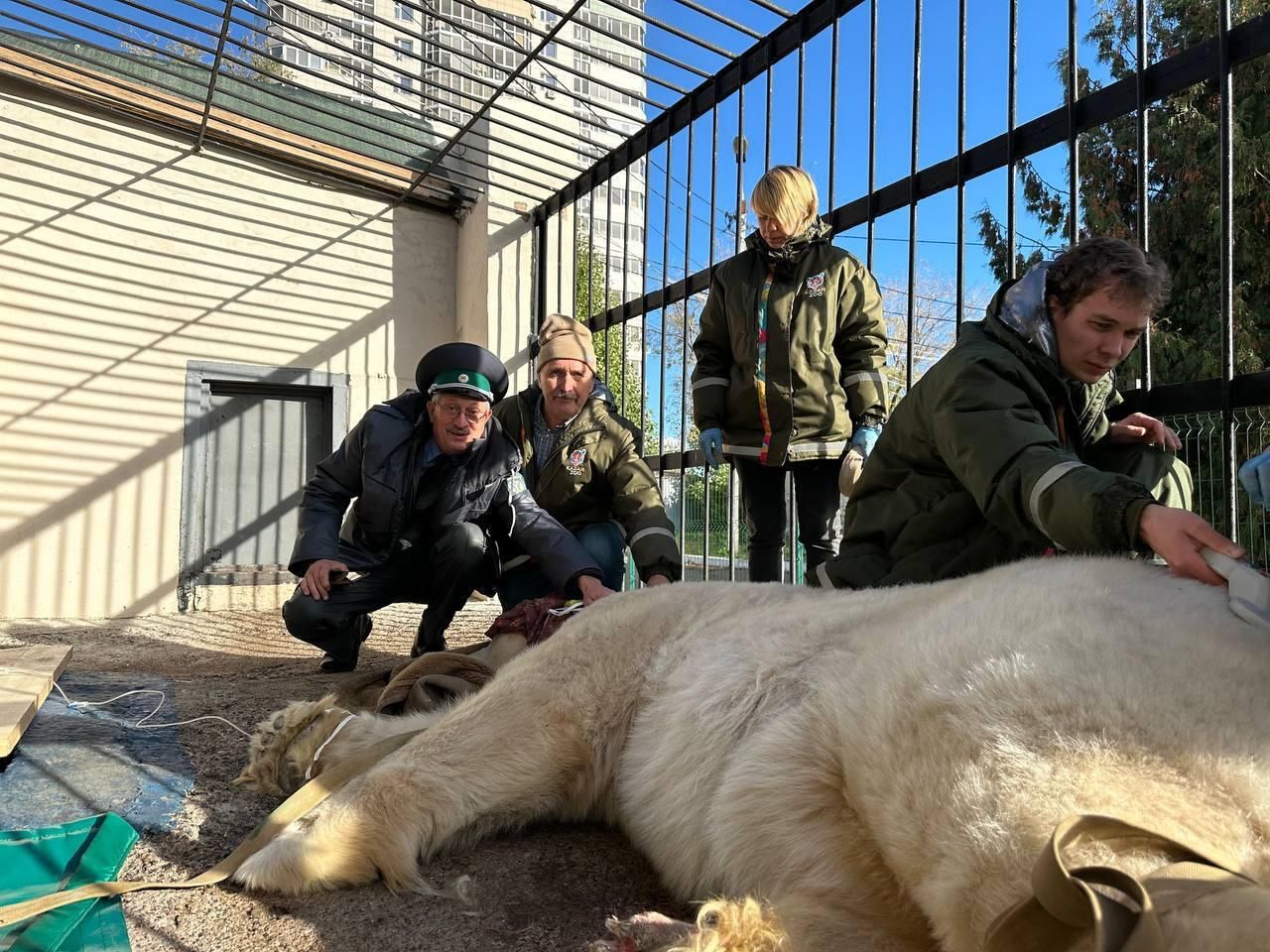 Пожилого краснокнижного белого медведя Терпея перевезли из Перми в Московский зоопарк Пожилого краснокнижного белого медведя Терпея перевезли из Перми в Московский зоопарк - РИА Новости, 1920, 17.10.2024