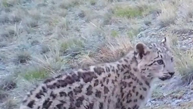 Котенок снежного барса в Саяно-Шушенском заповеднике Котенок снежного барса в Саяно-Шушенском заповеднике - РИА Новости, 1920, 21.10.2024