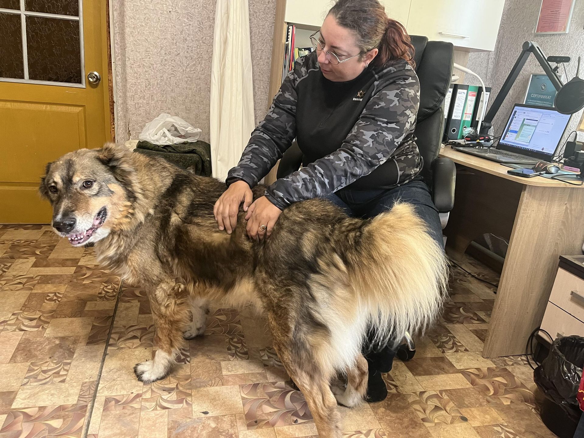 Кристэль взяла из приюта раненную собаку Луну. Кристэль взяла из приюта раненную собаку Луну.
