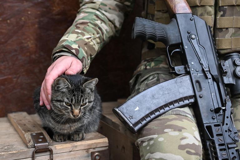 Военнослужащий 1430-го гвардейского мотострелкового полка ВС РФ гладит кота на Запорожском направлении специальной военной операции Военнослужащий 1430-го гвардейского мотострелкового полка ВС РФ гладит кота на Запорожском направлении специальной военной операции