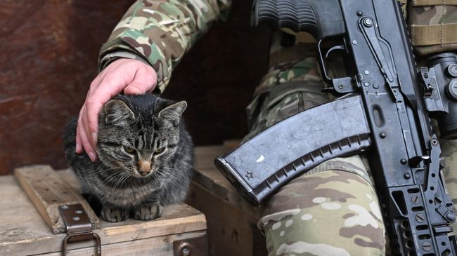 Кот Василий помогал российским военным узнавать о скором обстреле