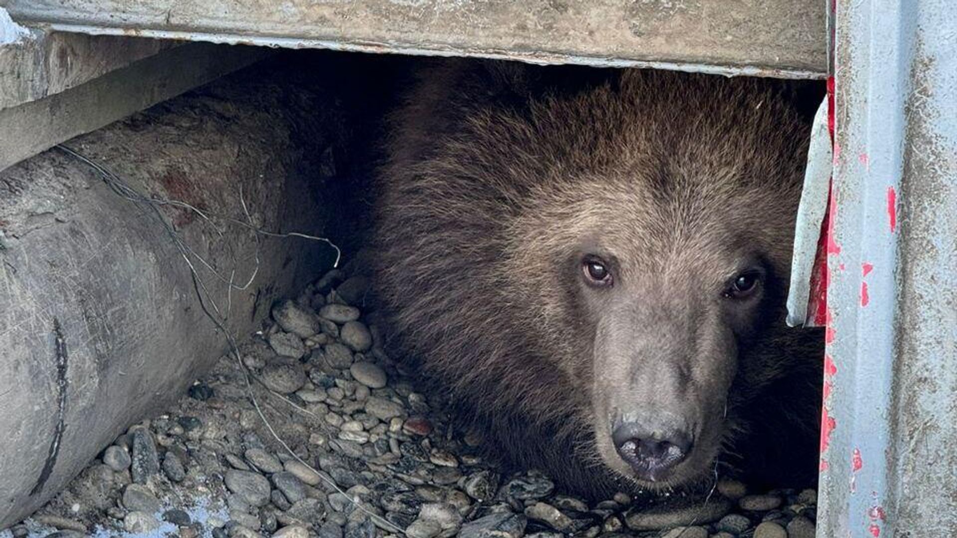 Осиротевший медвежонок из Камчатского края Осиротевший медвежонок из Камчатского края - РИА Новости, 1920, 05.11.2024