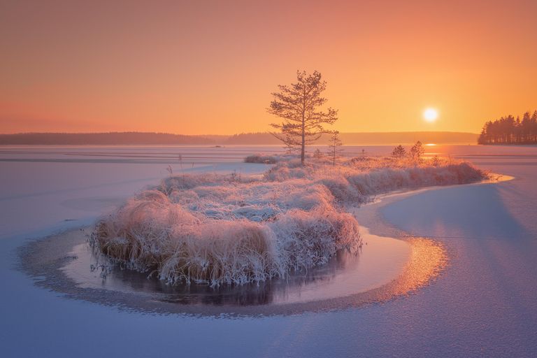 Кит в апельсинах Кит в апельсинах