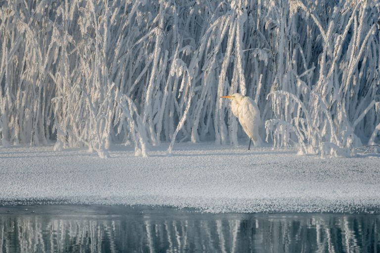 Снегурочка Снегурочка