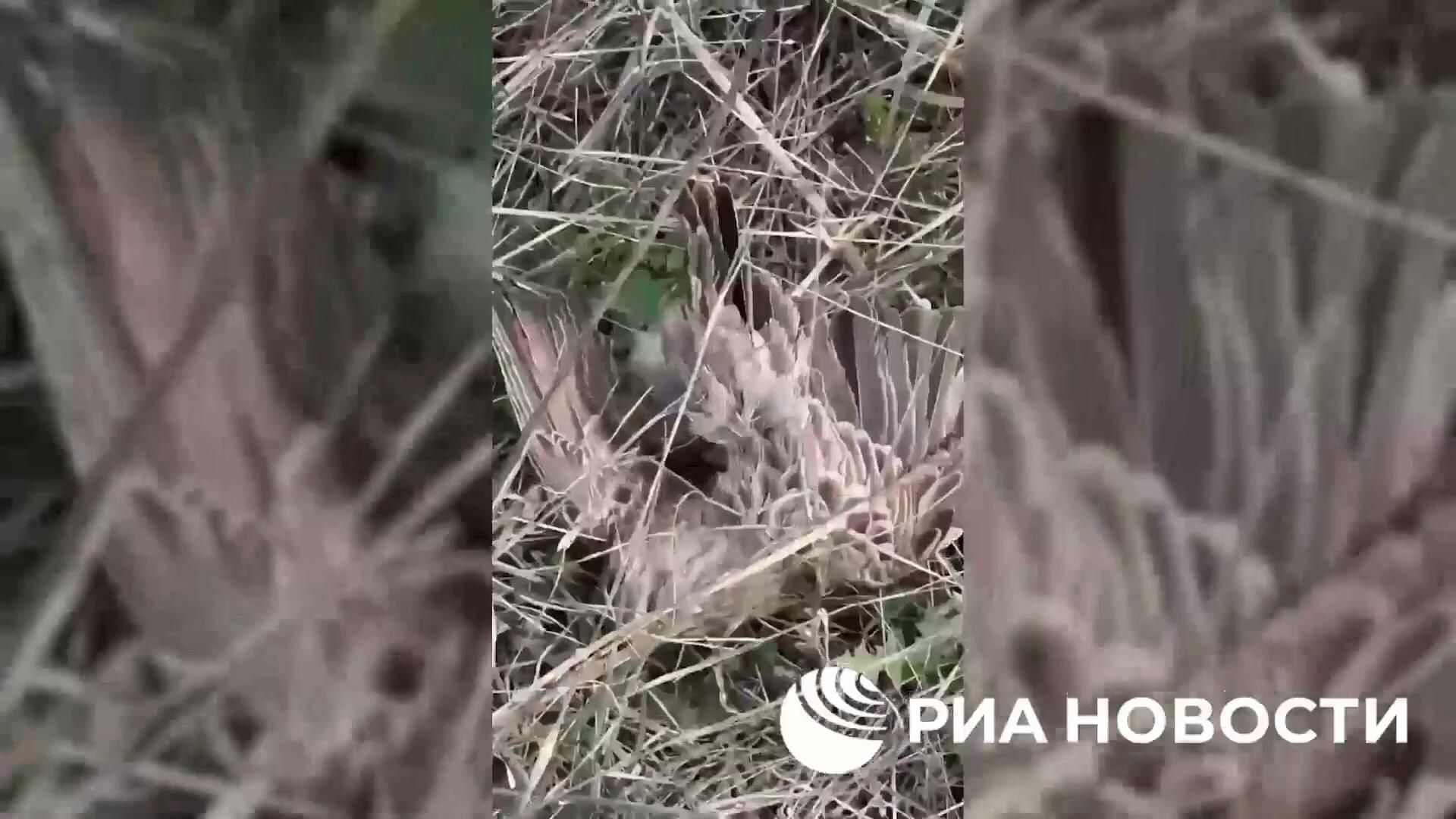 ВСУ истребляют птиц, принимая их за российские дроны ВСУ истребляют птиц, принимая их за российские дроны - РИА Новости, 1920, 13.11.2024