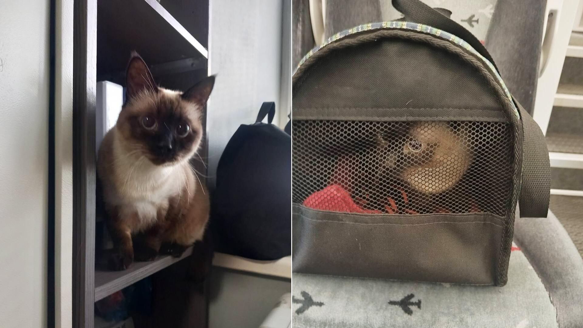 Кошка, найденная в переноске в поезде Аэроэкспресса, который прибыл на Белорусский вокзал из Одинцово Кошка, найденная в переноске в поезде Аэроэкспресса, который прибыл на Белорусский вокзал из Одинцово - РИА Новости, 1920, 13.11.2024