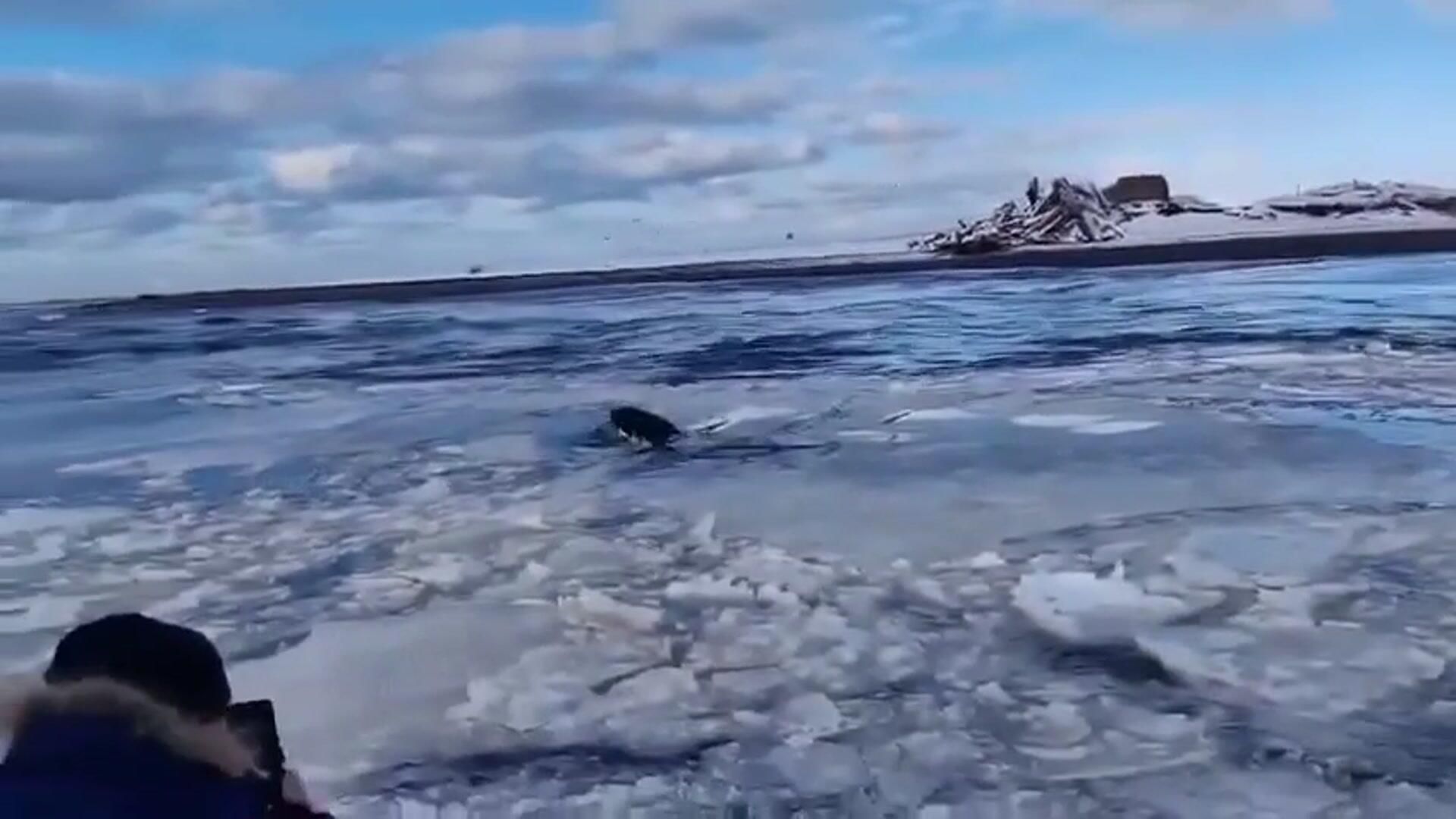 Спасенная на берегу Охотского моря на Камчатке косатка Спасенная на берегу Охотского моря на Камчатке косатка - РИА Новости, 1920, 15.11.2024