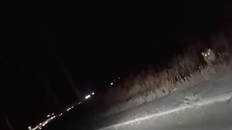 Краснокнижный амурский тигр замечен в микрорайоне Находки Приморского края Краснокнижный амурский тигр замечен в микрорайоне Находки Приморского края - РИА Новости, 1920, 25.11.2024