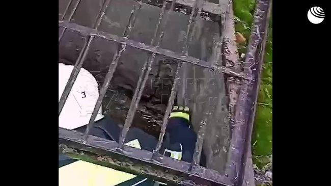 Спасение бобра, застрявшего в ливневке Спасение бобра, застрявшего в ливневке