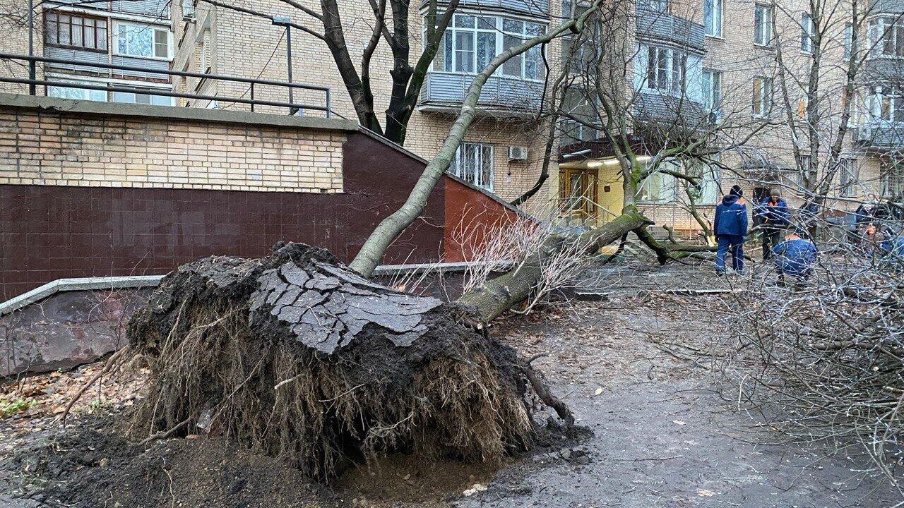 Место падения деревьев во время мощного циклона в Москве. 22 ноября 2024 Место падения деревьев во время мощного циклона в Москве. 22 ноября 2024 - РИА Новости, 1920, 22.11.2024