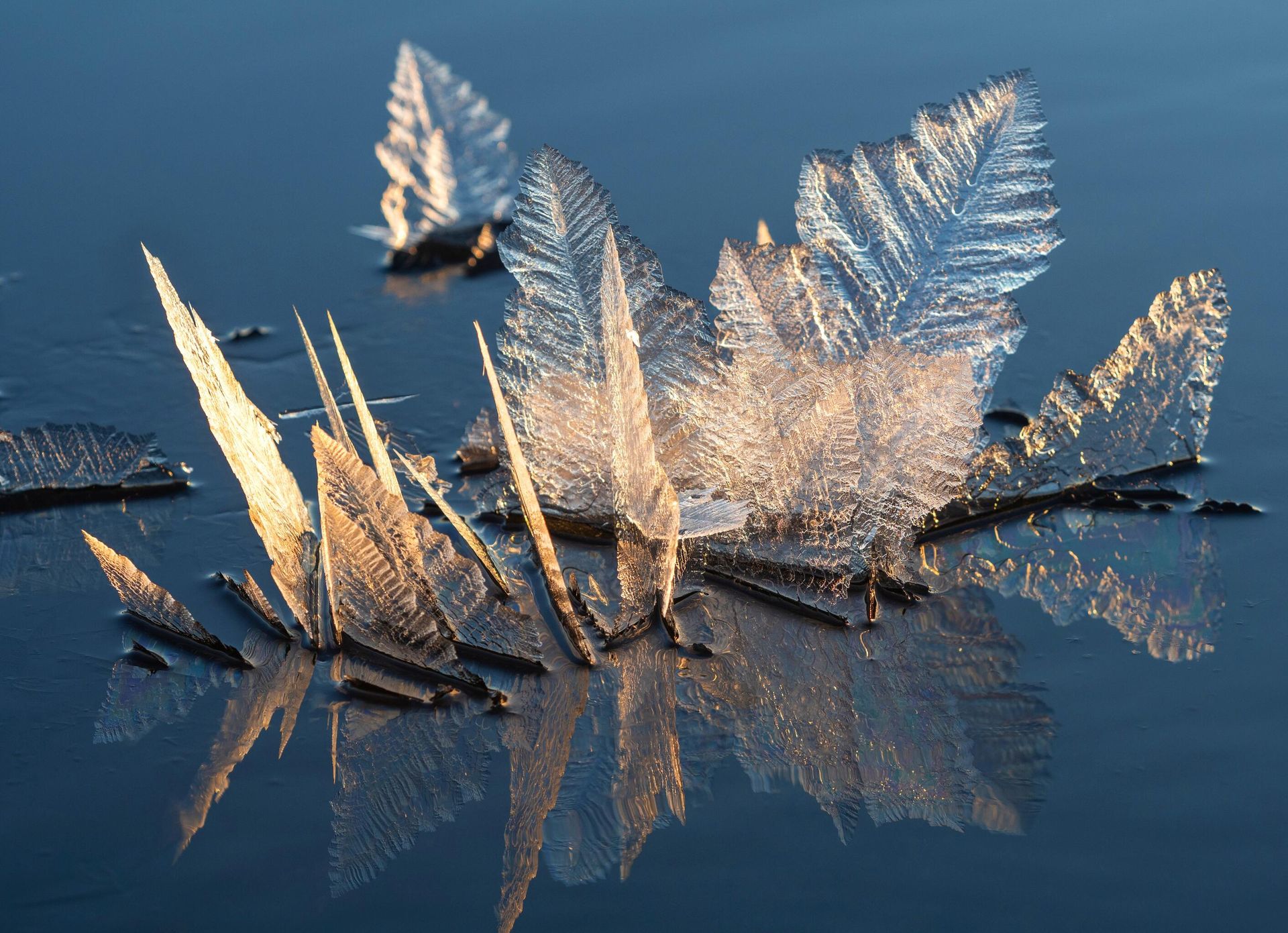 Ледяные цветы на поверхности Онежского озера в районе Петрозаводска - РИА Новости, 1920, 17.11.2025