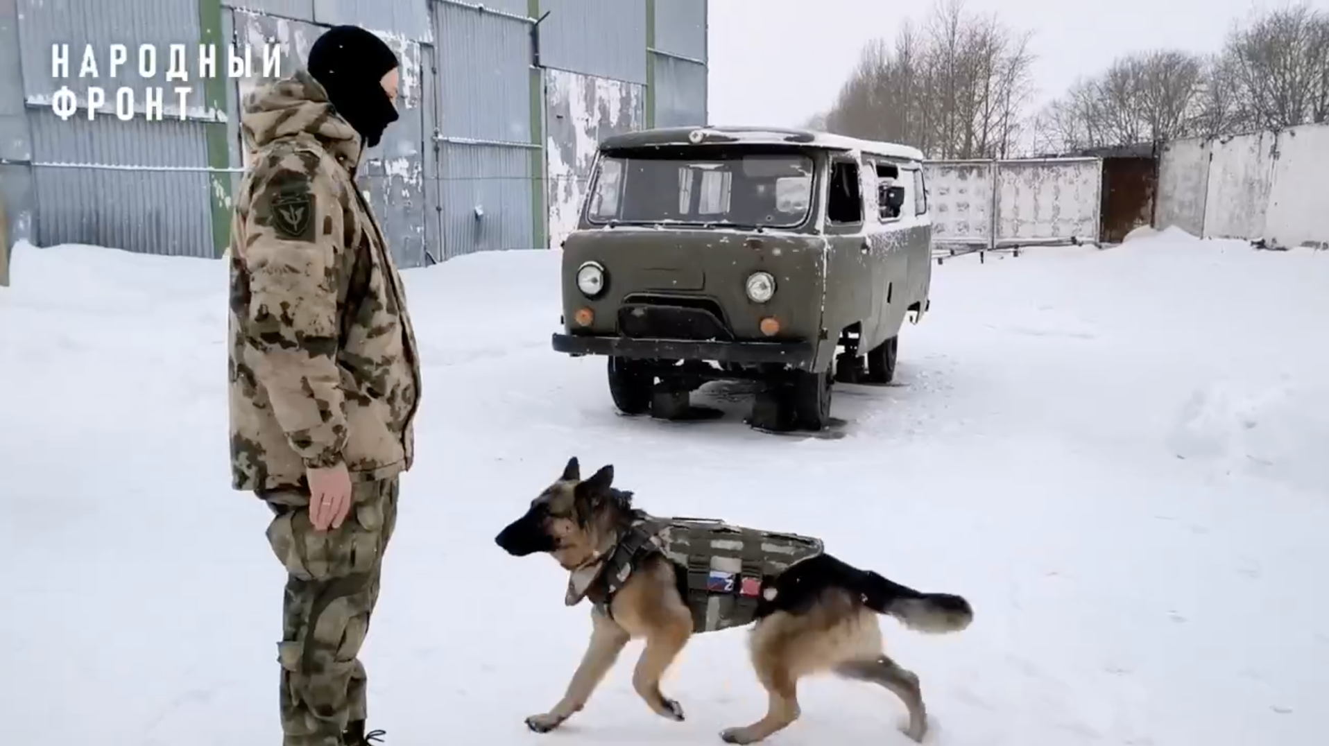 Овчарка в бронежилете, пошитом омскими волонтёрами из Народных полков Народного фронта Овчарка в бронежилете, пошитом омскими волонтёрами из Народных полков Народного фронта - РИА Новости, 1920, 27.11.2024