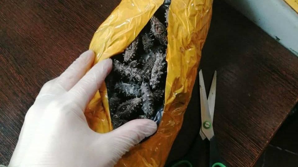 Гражданка Китая предстанет перед судом в Приморье за незаконную пересылку на родину дальневосточного трепанга Гражданка Китая предстанет перед судом в Приморье за незаконную пересылку на родину дальневосточного трепанга - РИА Новости, 1920, 06.12.2024
