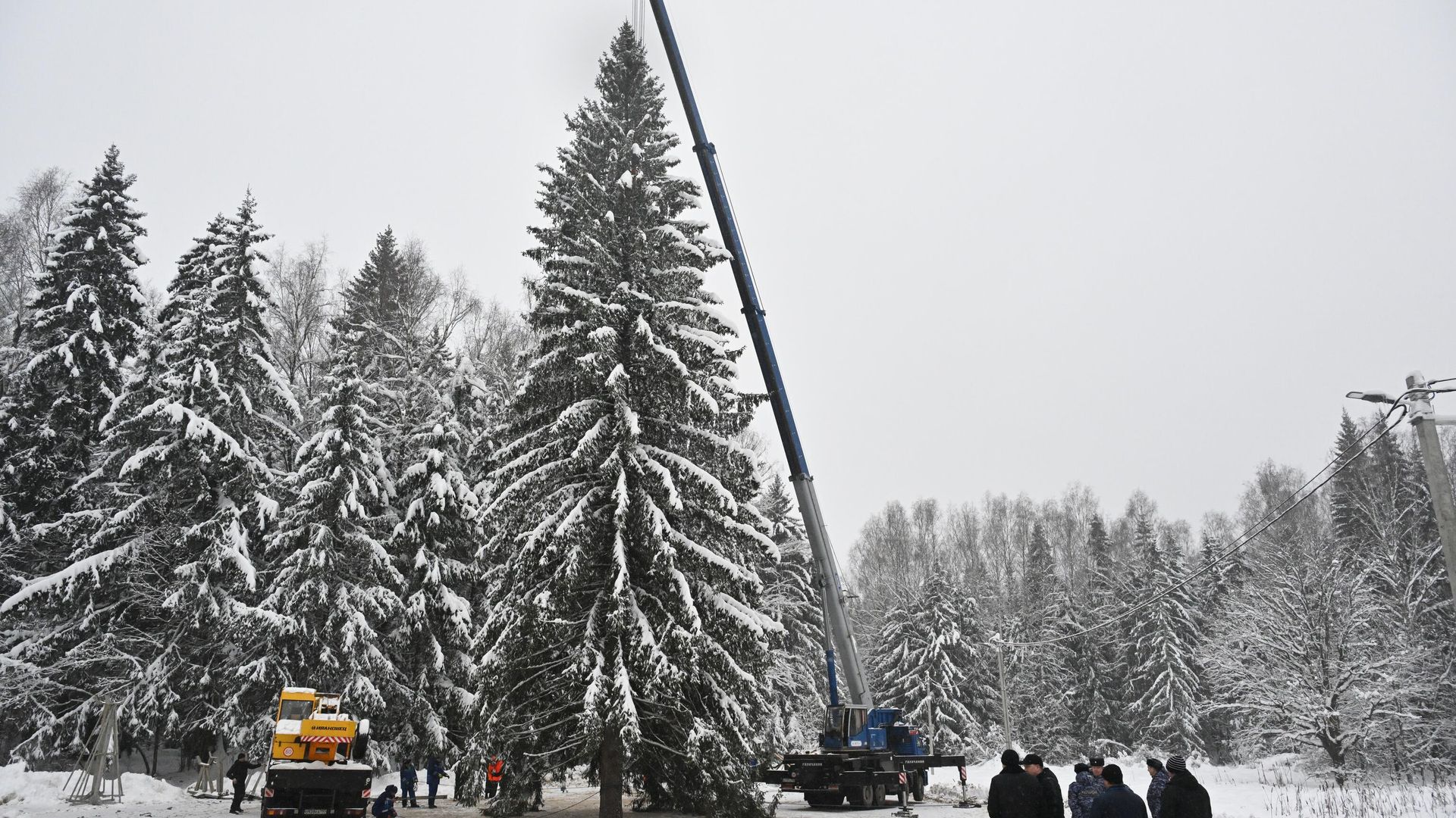 Рубка главной новогодней елки вблизи деревни Знаменка Можайского городского округа Московской области Рубка главной новогодней елки вблизи деревни Знаменка Можайского городского округа Московской области - РИА Новости, 1920, 15.12.2024