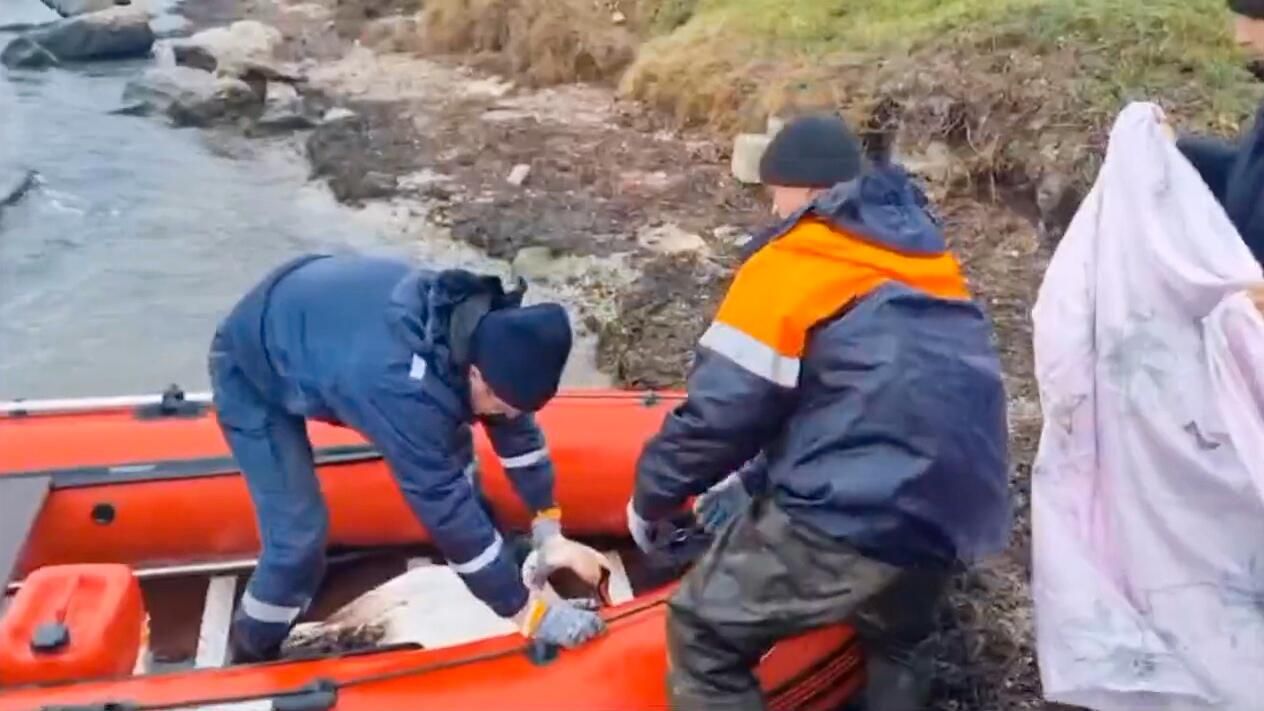 Спасение лебедя у берегов Керчи в восточной части Крыма Спасение лебедя у берегов Керчи в восточной части Крыма - РИА Новости, 1920, 22.12.2024