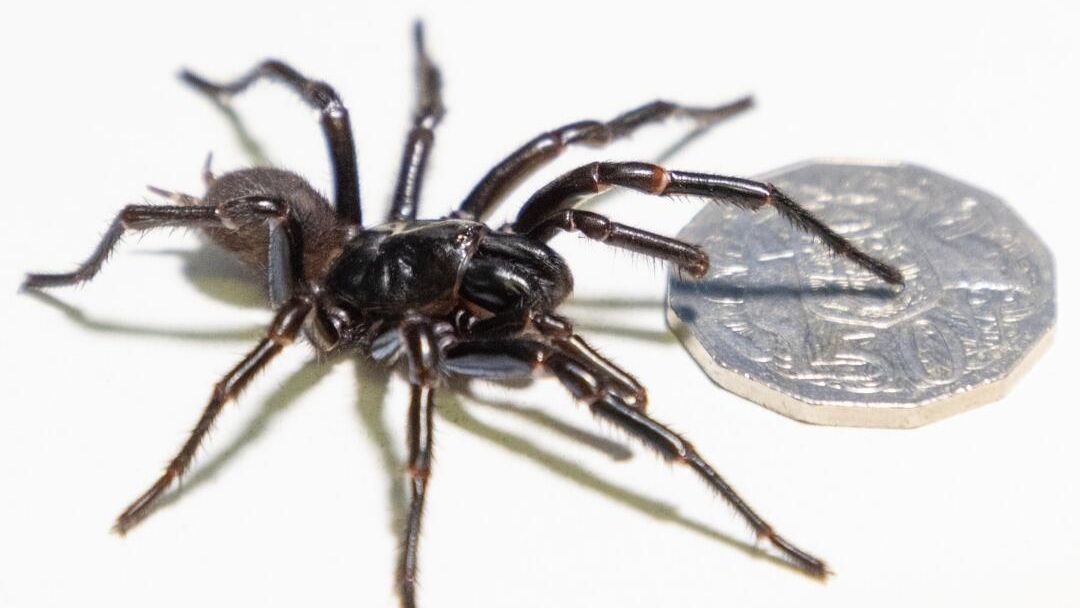 Новый вид паука семейства Atracidae, получивший неофициальное прозвище Big Boy Новый вид паука семейства Atracidae, получивший неофициальное прозвище Big Boy - РИА Новости, 1920, 14.01.2025